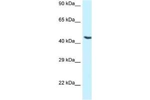 WB Suggested Anti-NR5A1 Antibody Titration: 1. (NR5A1 antibody  (Middle Region))