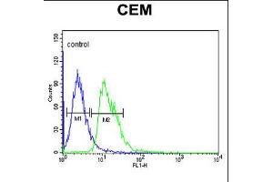 Flow cytometric analysis of CEM cells (right histogram) compared to a negative control cell (left histogram). (DIAPH2 antibody  (AA 870-899))