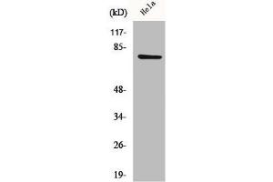 Western Blot analysis of HeLa cells using CEP78 Polyclonal Antibody (CEP78 antibody  (Internal Region))