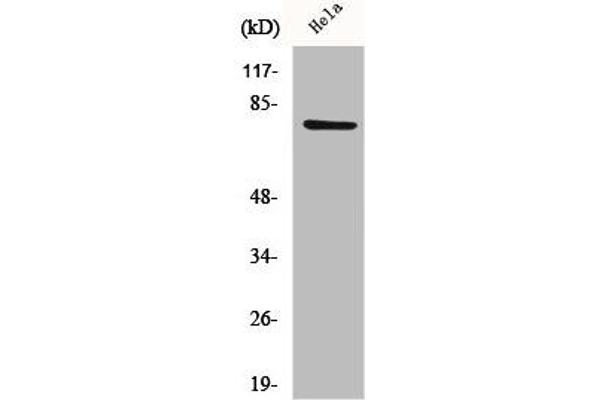 CEP78 Antikörper  (Internal Region)
