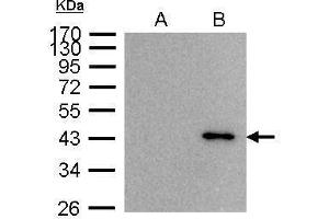 IP Image BRE antibody immunoprecipitates BRE protein in IP experiments. (BRE antibody)