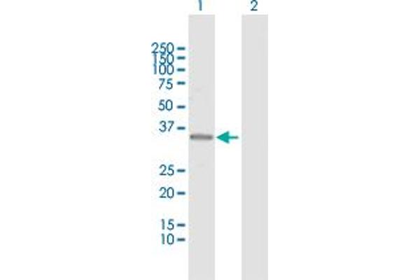 GBL antibody  (AA 1-326)