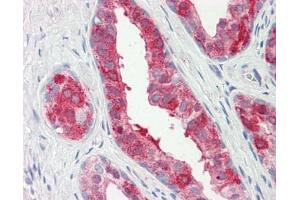 Image no. 1 for anti-Prostaglandin E Synthase 2 (PTGES2) (AA 106-313) antibody (ABIN467562) (PTGES2 antibody  (AA 106-313))