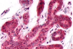 Anti-DUSP26 antibody  ABIN1048527 IHC staining of human breast. (DUSP26 antibody  (C-Term))