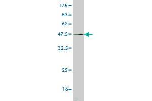 Western Blot detection against Immunogen (45. (FGF12 antibody  (AA 1-181))