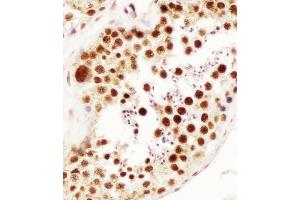Antibody staining ELAVL1 in human testis tissue sections by Immunohistochemistry (IHC-P - paraformaldehyde-fixed, paraffin-embedded sections). (ELAVL1 antibody)