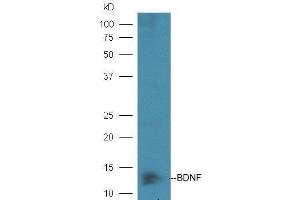 Mouse heart lysates probed with  at 1:5000 90min in 37˚C. (BDNF antibody  (AA 151-247))
