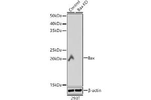 Western blot analysis of extracts from wild type (WT) and Bax knockout (KO) 293T cells, using Bax antibody (ABIN7265855) at 1:1000 dilution.