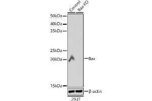 Western blot analysis of extracts from wild type (WT) and Bax knockout (KO) 293T cells, using Bax antibody (ABIN7265855) at 1:1000 dilution. (BAX antibody)