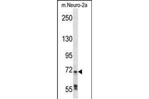 Western blot analysis in mouse Neuro-2a cell line lysates (35ug/lane).
