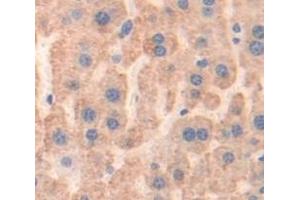 Figure. (Prothrombin antibody  (AA 201-324))