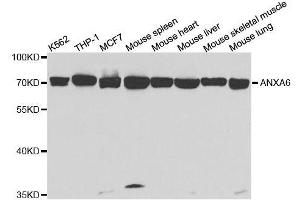 Western blot analysis of extracts of various cell lines, using ANXA6 antibody. (ANXA6 antibody  (AA 1-250))