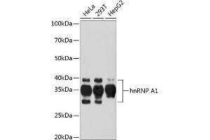 Western blot analysis of extracts of various cell lines, using hnRNP  Rabbit mAb (1564) at 1:1000 dilution. (HNRNPA1 antibody)