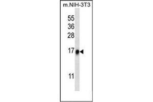Western blot analysis in NIH-3T3 cell line lysates (35 ug/lane) using RPL35 Antibody (C-term) Cat. (RPL35 antibody  (C-Term))
