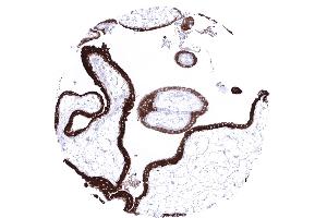 A strong inhibin alpha immunostaining is seen in the cyto and syncytiotrophoblast of the placenta of the first trimenon (Recombinant Inhibin alpha antibody  (AA 233-362))