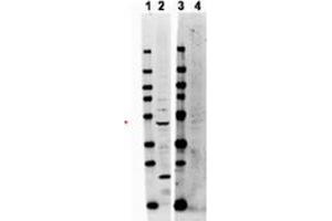 Image no. 1 for anti-TNF Receptor-Associated Factor 2 (TRAF2) (Internal Region) antibody (ABIN1104799) (TRAF2 antibody  (Internal Region))