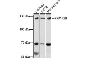 Western blot analysis of extracts of various cell lines, using PPP1R9B antibody (ABIN7269681) at 1:1000 dilution. (PPP1R9B antibody)