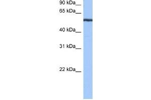 YARS antibody used at 0. (YARS antibody  (N-Term))