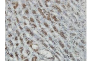 Image no. 2 for anti-RAS and EF Hand Domain Containing (RASEF) (AA 631-740) antibody (ABIN599333) (RASEF antibody  (AA 631-740))