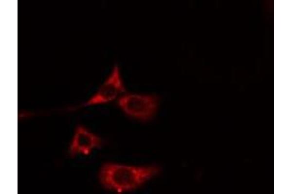 MYL7 antibody