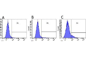 Flow-cytometry using anti-CD30 antibody Ki-4   Human lymphocytes were stained with an isotype control (panel A) or the rabbit-chimeric version of Ki-4  before (B) or after anti-CD3/28 activation (C) at a concentration of 1 µg/ml for 30 mins at RT. (Recombinant TNFRSF8 antibody)