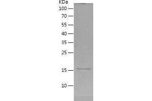 Western Blotting (WB) image for Methyltransferase Like 18 (METTL18) (AA 1-115) protein (His tag) (ABIN7123945) (METTL18 Protein (AA 1-115) (His tag))