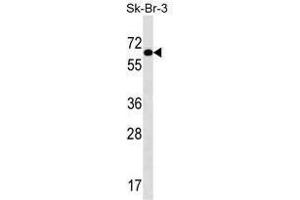 TRIP4 Antibody (Center) western blot analysis in SK-BR-3 cell line lysates (35 µg/lane). (TRIP4 antibody  (Middle Region))