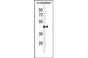 Western blot analysis of IRF2 Antibody (Center) in mouse bladder tissue lysates (35ug/lane). (IRF2 antibody  (Middle Region))
