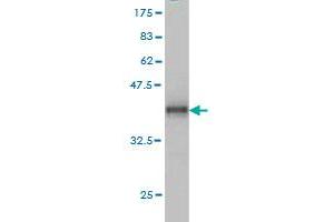 Western Blot detection against Immunogen (36. (ADAM12 antibody  (AA 208-304))