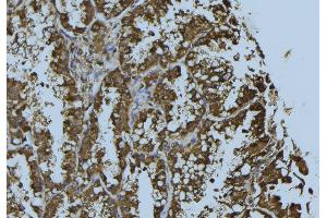 ABIN6276283 at 1/100 staining Mouse testis tissue by IHC-P. (Prohibitin antibody  (Internal Region))