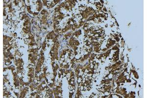 ABIN6276283 at 1/100 staining Mouse testis tissue by IHC-P.