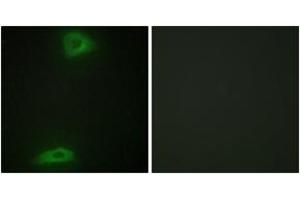 Immunofluorescence analysis of HepG2 cells, using ERGI3 Antibody. (ERGIC3 antibody  (AA 321-370))