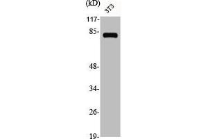 Western Blot analysis of NIH-3T3 cells using Adducin γ Polyclonal Antibody (ADD3 antibody  (Internal Region))