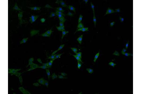 PPT2 antibody  (AA 28-302)