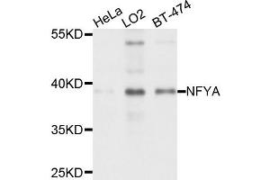 Western blot analysis of extract of various cells, using NFYA antibody.