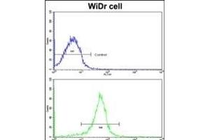 Flow Cytometry (FACS) image for anti-Four and A Half LIM Domains 1 (FHL1) (AA 214-240), (C-Term) antibody (ABIN390835)