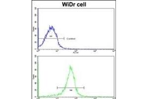 Flow cytometric analysis of widr cells using FHL1 Antibody (C-term)(bottom histogram) compared to a negative control cell (top histogram). (FHL1 antibody  (C-Term))