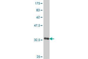 Western Blot detection against Immunogen (36. (SLCO1B1 antibody  (AA 481-570))