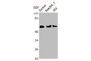 Western Blot analysis of Jurkat RAW NIH-3T3 cells using Histone deacetylase 1 Polyclonal Antibody (HDAC1 antibody  (C-Term))