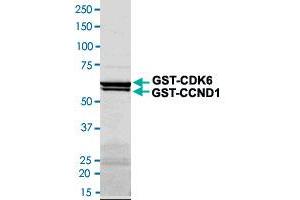 Image no. 1 for Cyclin-Dependent Kinase 6 (CDK6) (AA 1-326) (Active) protein (GST tag) (ABIN5569605) (CDK6 Protein (AA 1-326) (GST tag))