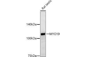 Western blot analysis of extracts of Rat testis, using MYO19 antibody (ABIN7268758) at 1:500 dilution. (Myosin XIX antibody)