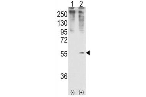 GDF11 anticorps  (AA 32-61)
