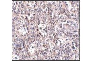 Immunohistochemistry of SCARB1 in human spleen tissue with this product at 2.