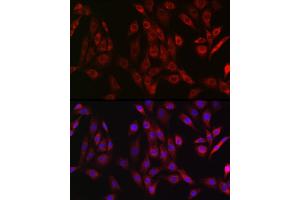 Immunofluorescence analysis of NIH/3T3 cells using OTULIN Rabbit pAb (ABIN7267099) at dilution of 1:50 (40x lens). (FAM105B antibody)