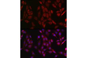 Immunofluorescence analysis of NIH/3T3 cells using OTULIN Rabbit pAb (ABIN7267099) at dilution of 1:50 (40x lens). (FAM105B antibody)