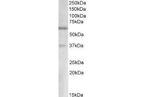 ABIN1590058 (2µg/ml) staining of Human Cerebellum lysate (35µg protein in RIPA buffer). (Solute Carrier Family 17 (Vesicular Glutamate Transporter), Member 6 (SLC17A6) (AA 521-534) antibody)