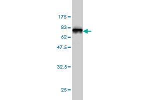 Western Blotting (WB) image for anti-Keratin 18 (KRT18) (AA 1-430) antibody (ABIN561633)