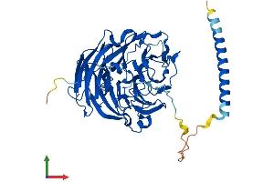 AlphaFold protein structure predicition of Mouse Recombinant Coro6 Protein, UniprotID Q920M5 (Coronin 6 Protein (CORO6) (AA 1-471) (His tag))