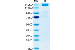 FLT4 Protein (AA 25-776) (Fc Tag)