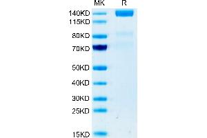 Human VEGF R3/FLT4 on Tris-Bis PAGE under reduced condition. (FLT4 Protein (AA 25-776) (Fc Tag))
